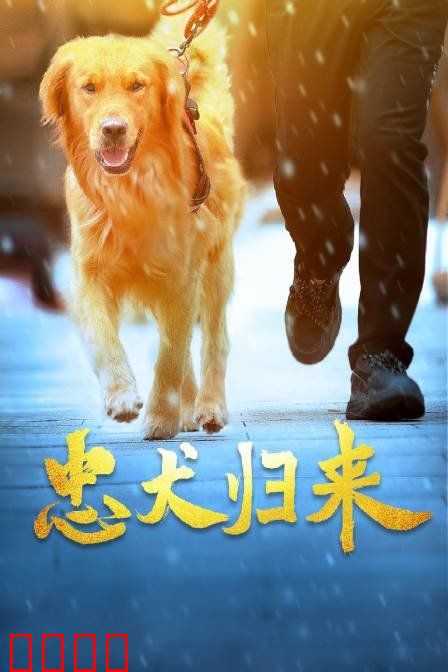 忠犬归来：千里寻主泪目记