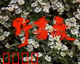 野蔷薇：带刺的青春